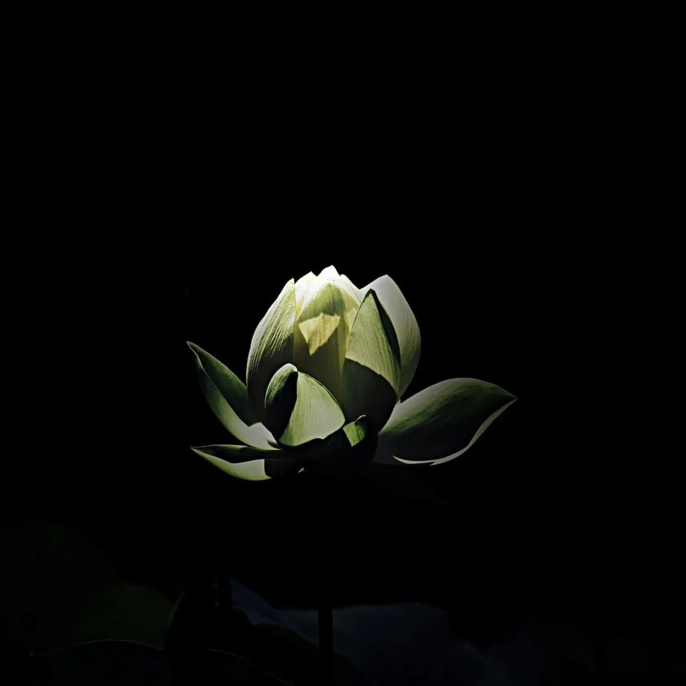 Black Opium Type fragrance oil