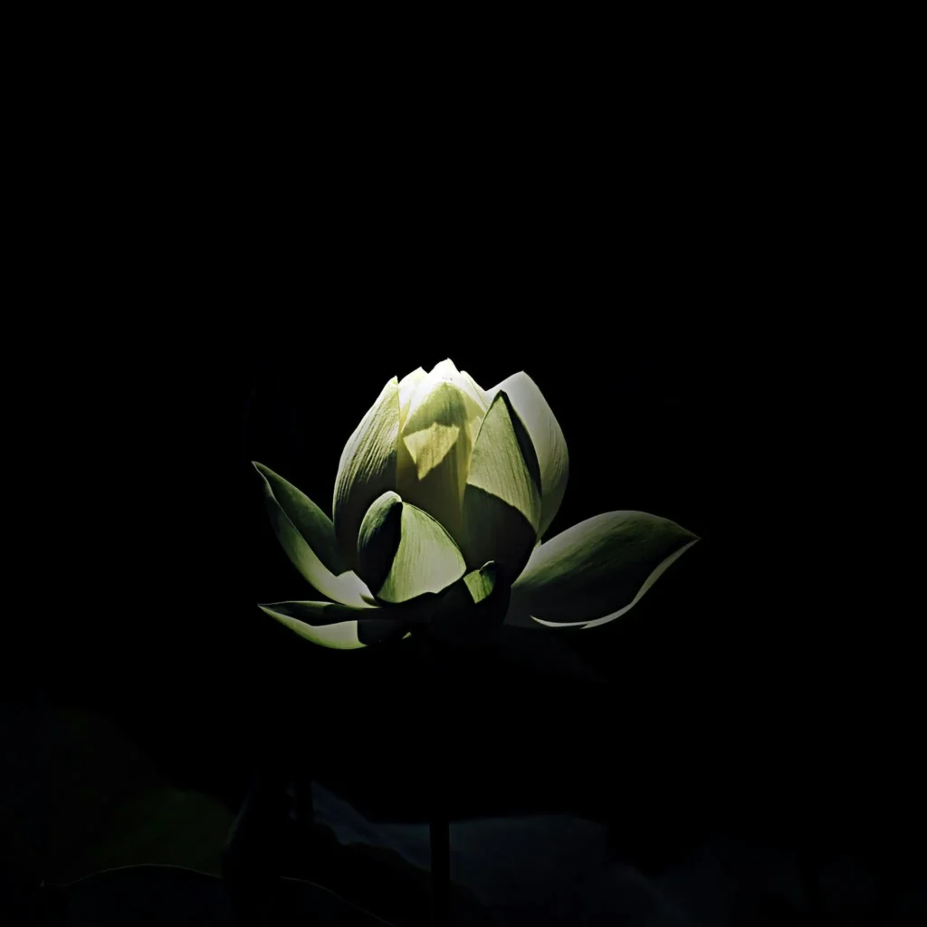 Vonný olej typu černého opia