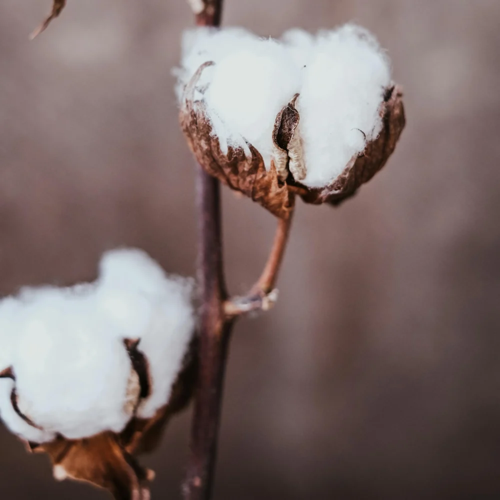 Fresh cotton fragrance oil