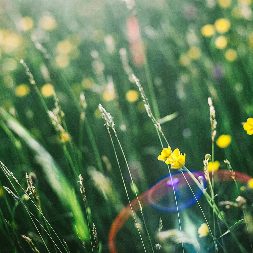 Freshly cut grass fragrance oil