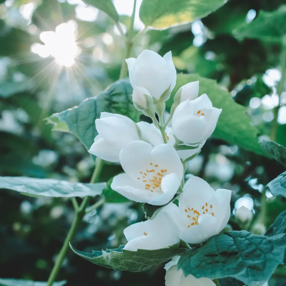 Jasmine fragrance oil