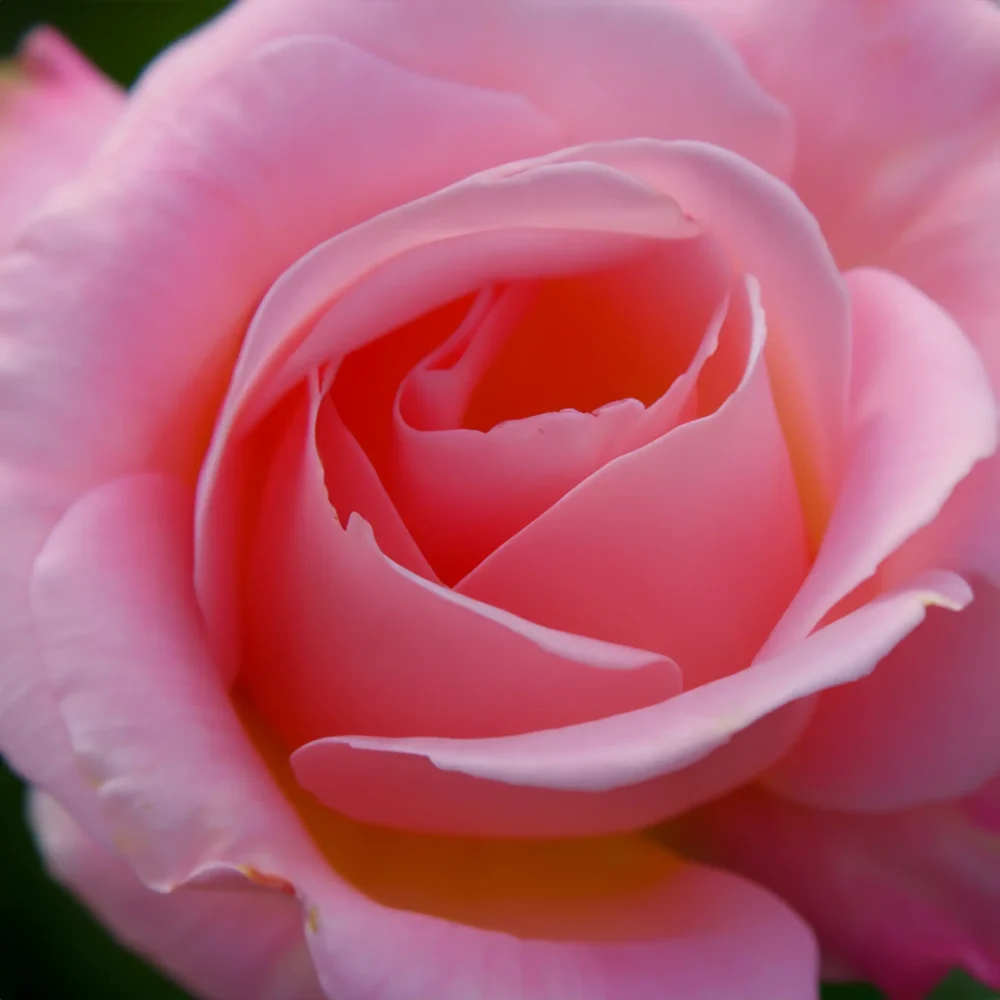 Champagne Rose scented candle