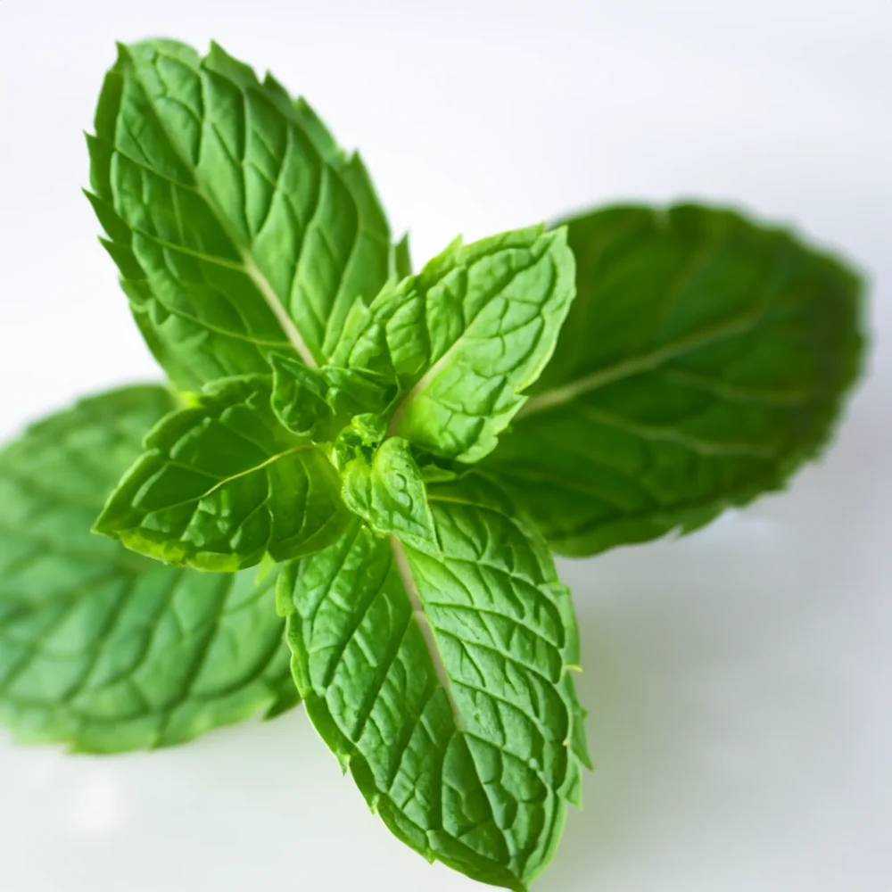 Peppermint fragrance oil