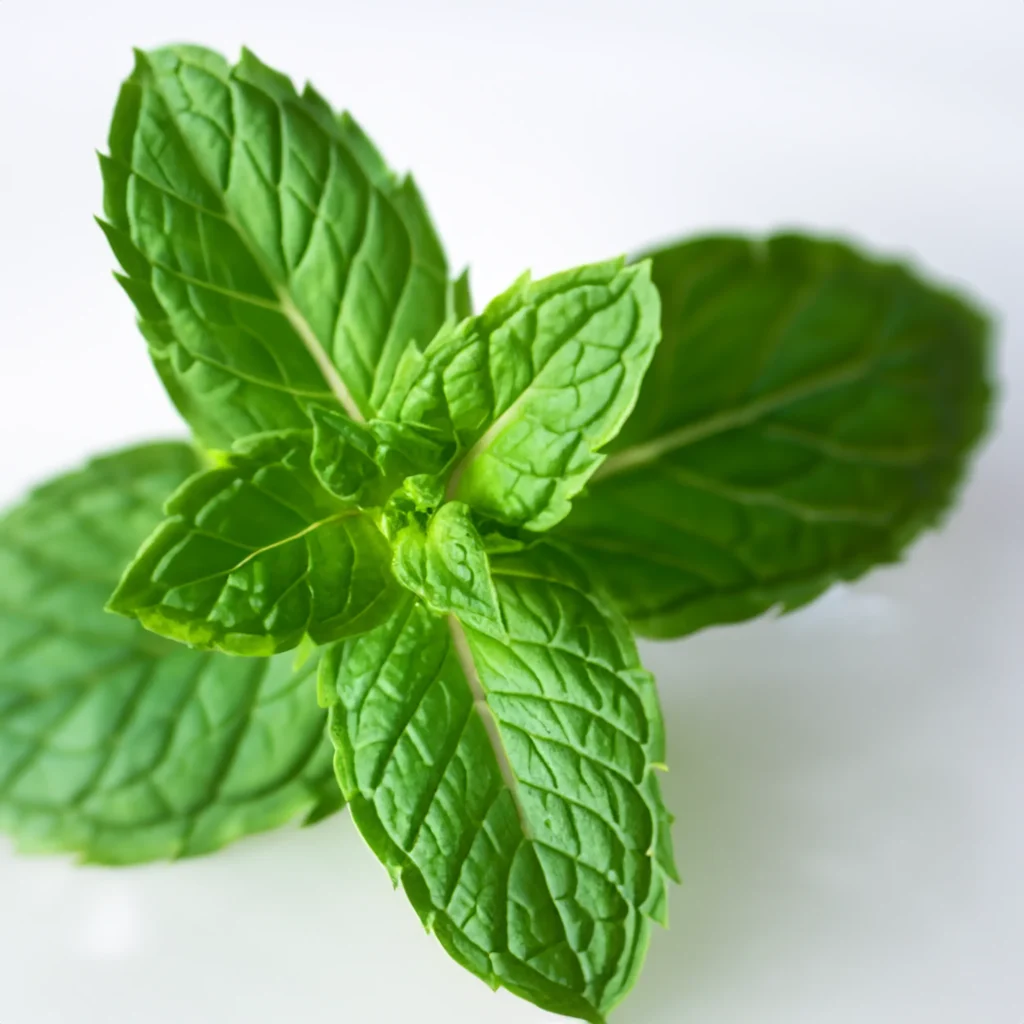 Esenciální olej z máty peprné