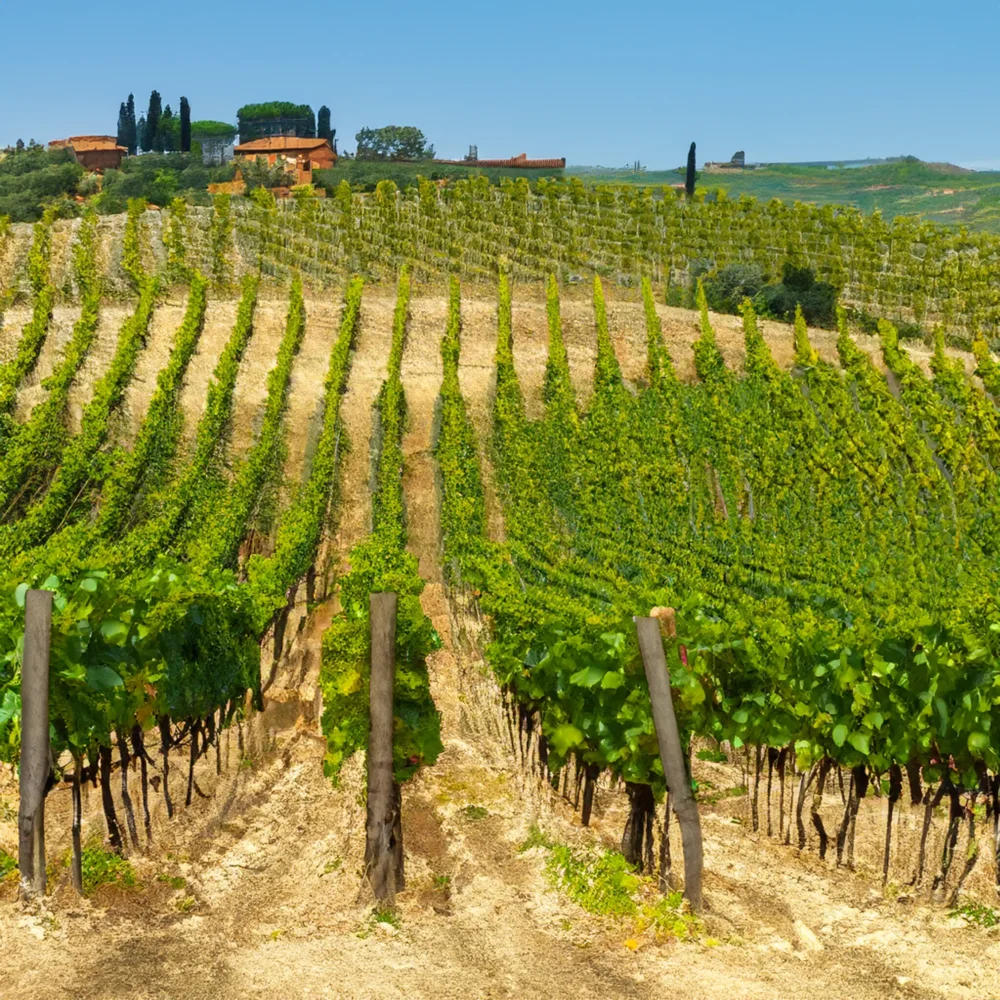 Vineyard Harvest scented candle