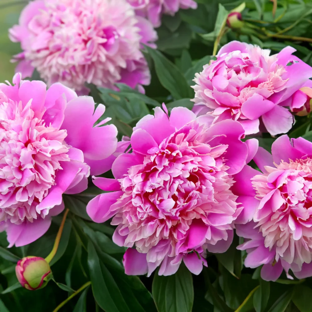 Silk Peony scented candle