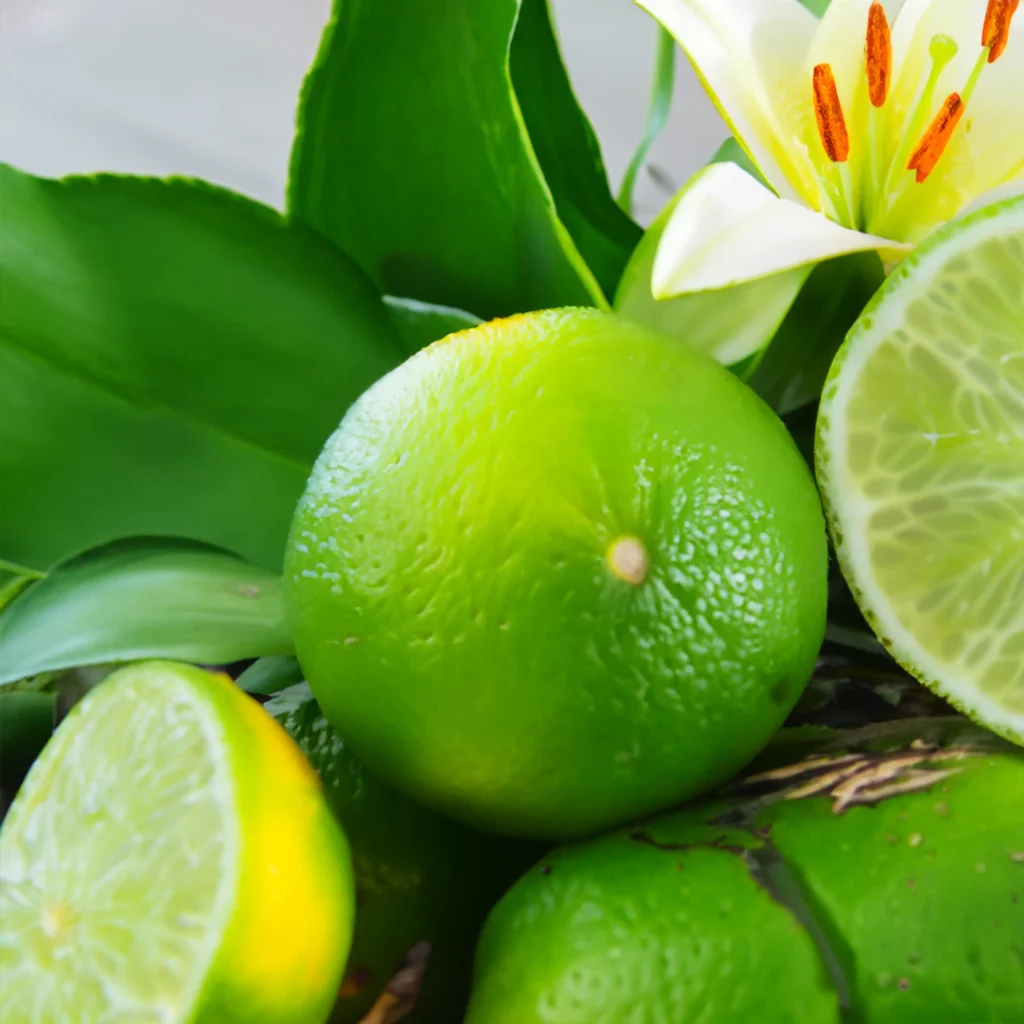 Cashmere kush fragrance oil