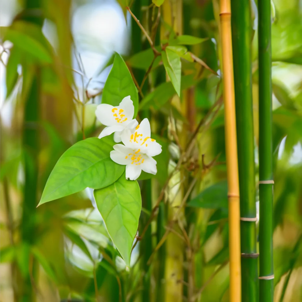 Wild jasmine and bamboo fragrance oil