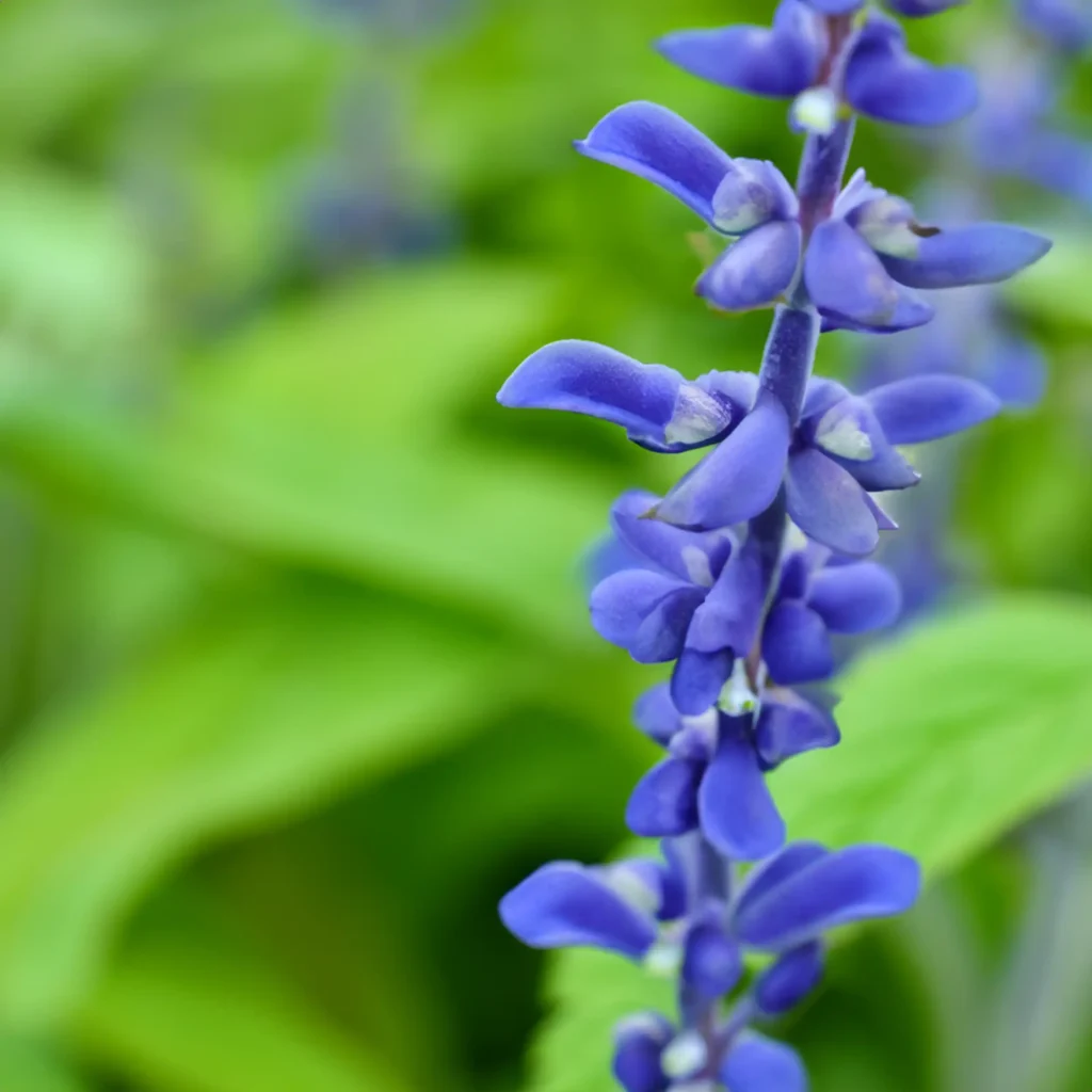 Blue sage & Hinoki fragrance oil