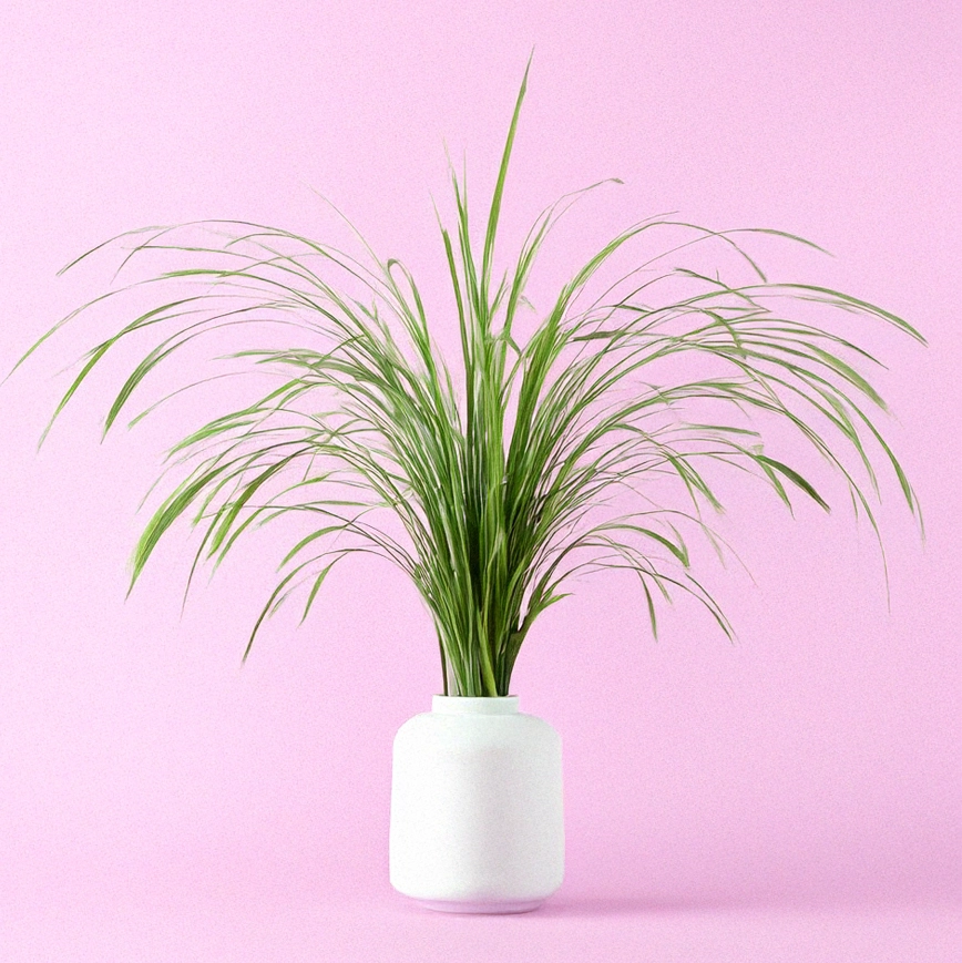 Citronella essential oil